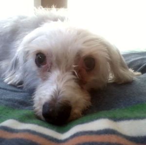 Meet your Posher, Laurie